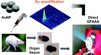 Graphical abstract: Solid sampling high-resolution continuum source graphite furnace atomic absorption spectrometry to monitor the biodistribution of gold nanoparticles in mice tissue after intravenous administration