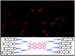 Graphical abstract: Water-soluble and fluorescent dendritic perylene bisimides for live-cell imaging