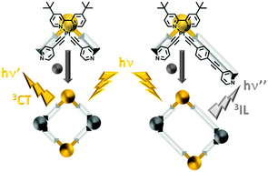 Graphical abstract: Phosphorescent self-assembled PtII tetranuclear metallocycles