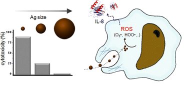 Graphical abstract: Size dependent macrophage responses and toxicological effects of Ag nanoparticles