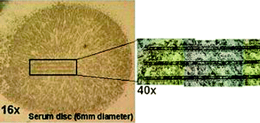 Graphical abstract: A novel calibration strategy for analysis and imaging of biological thin sections by laser ablation inductively coupled plasma mass spectrometry