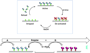 Graphical abstract: A DNA-based strategy for dynamic positional enzyme immobilization inside fused silica microchannels