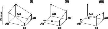 Graphical abstract: Global optimality of fitness landscapes in evolution