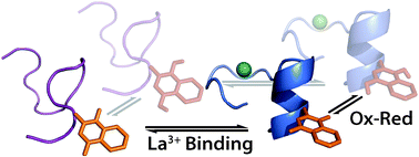 Graphical abstract: Electrochemical and structural coupling of the naphthoquinone amino acid