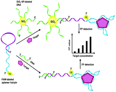 Graphical abstract: Amplified fluorescence polarization aptasensors based on structure-switching-triggered nanoparticles enhancement for bioassays