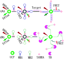 Graphical abstract: An effective approach to enhanced energy-transfer efficiency from up-converting phosphors and increased assay sensitivity