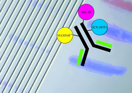 Graphical abstract: Comparison of different chelates for lanthanide labeling of antibodies and application in a Western blot immunoassay combined with detection by laser ablation (LA-)ICP-MS