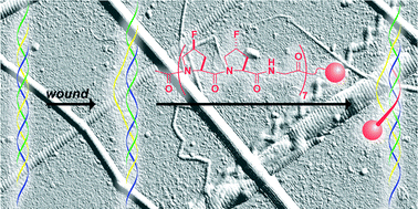 Graphical abstract: Peptides that anneal to natural collagen in vitro and ex vivo