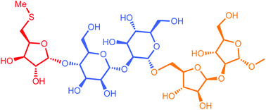 Graphical abstract: Methylthioxylose – a jewel in the mycobacterial crown?