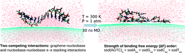 Graphical abstract: Theoretical understanding of single-stranded DNA assisted dispersion of graphene