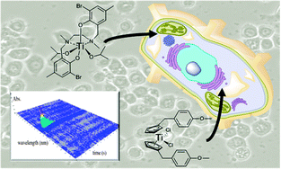 Graphical abstract: A comparative chemical–biological evaluation of titanium(iv) complexes with a salan or cyclopentadienyl ligand