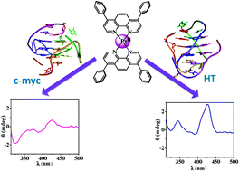 Graphical abstract: A Pt(ii)–Dip complex stabilizes parallel c-myc G-quadruplex