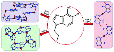 Graphical abstract: Counteranion-directed structural consequences in silver–adenine N-oxide complexes