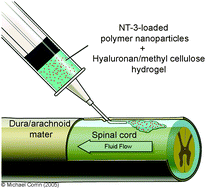 Graphical abstract: Sustained delivery of bioactive neurotrophin-3 to the injured spinal cord