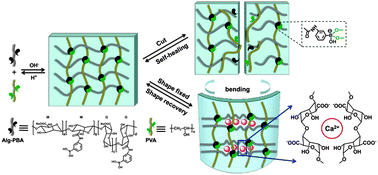 Graphical abstract: Self-healable macro-/microscopic shape memory hydrogels based on supramolecular interactions