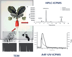 Graphical abstract: Accumulation and biotransformation of chitosan-modified selenium nanoparticles in exposed radish (Raphanus sativus)