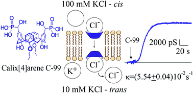 Graphical abstract: Anion carrier formation by calix[4]arene-bis-hydroxymethylphosphonic acid in bilayer membranes