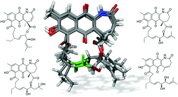 Graphical abstract: Divergolide congeners illuminate alternative reaction channels for ansamycin diversification