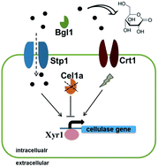 Graphical abstract: Gluconolactone induces cellulase gene expression in cellulolytic filamentous fungus Trichoderma reesei