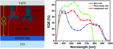 Graphical abstract: Bulk heterojunctions push the photoresponse of perovskite solar cells to 970 nm