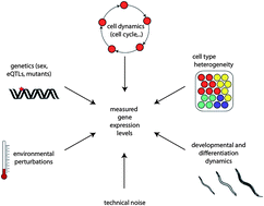 Graphical abstract: Reconstructing and analysing cellular states, space and time from gene expression profiles of many cells and single cells