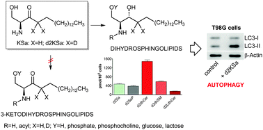 Graphical abstract: 3-Ketosphinganine provokes the accumulation of dihydroshingolipids and induces autophagy in cancer cells