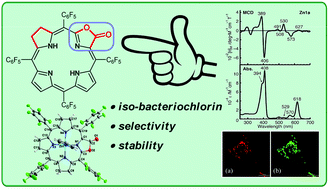Graphical abstract: Stable iso-bacteriochlorin mimics from porpholactone: effect of a β-oxazolone moiety on the frontier π-molecular orbitals