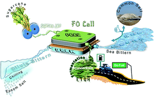 Graphical abstract: Four-fold concentration of sucrose in sugarcane juice through energy efficient forward osmosis using sea bittern as draw solution