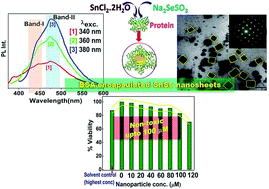 Graphical abstract: Aqueous phase one-pot green synthesis of SnSe nanosheets in a protein matrix: negligible cytotoxicity and room temperature emission in the visible region