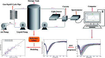 Graphical abstract: In situ monitoring of total polyphenols content during tea extract oxidation using a portable spectroscopy system with variables selection algorithms