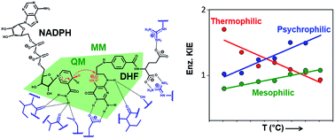 Graphical abstract: Minimization of dynamic effects in the evolution of dihydrofolate reductase