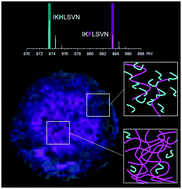 Graphical abstract: MALDI-imaging enables direct observation of kinetic and thermodynamic products of mixed peptide fiber assembly