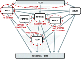 Graphical abstract: Environmental transmission of diarrheal pathogens in low and middle income countries