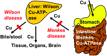 Graphical abstract: The copper rush of the nineties