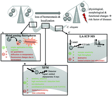 Graphical abstract: Imaging metals in Caenorhabditis elegans