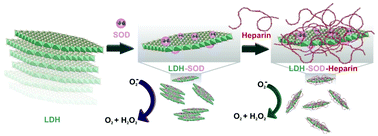 Graphical abstract: Synthesis and formulation of functional bionanomaterials with superoxide dismutase activity