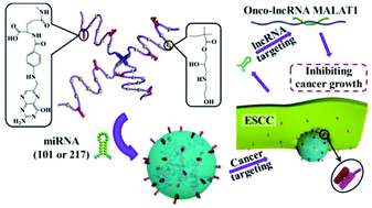 Graphical abstract: MicroRNA-mediated silence of onco-lncRNA MALAT1 in different ESCC cells via ligand-functionalized hydroxyl-rich nanovectors
