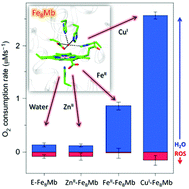 Graphical abstract: Understanding the choice of copper by heme-copper oxidase using biosynthetic models in myoglobin