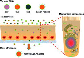 Graphical abstract: Transport features and structural optimization of solid lipid nanoparticles crossing the intestinal epithelium
