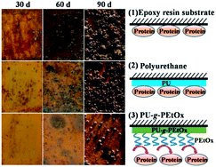Graphical abstract: Degradable polyurethane with poly(2-ethyl-2-oxazoline) brushes for protein resistance