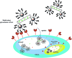 Graphical abstract: Dual drug-loaded halloysite hybrid-based glycocluster for sustained release of hydrophobic molecules