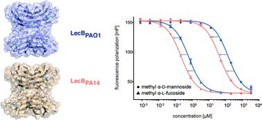 Graphical abstract: The virulence factor LecB varies in clinical isolates: consequences for ligand binding and drug discovery