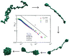 Graphical abstract: Kinetics of polymer collapse: effect of temperature on cluster growth and aging