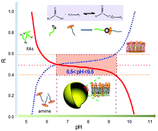 Graphical abstract: Vesicle formation by proton transfer driven short-tailed fatty acids of C4–C8 chain length in water