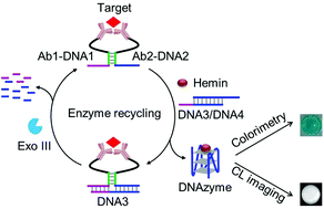 Graphical abstract: Target-induced cyclic DNAzyme formation for colorimetric and chemiluminescence imaging assay of protein biomarkers