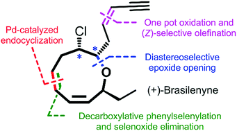 Graphical abstract: Total synthesis of (+)-brasilenyne via concise construction of an oxonane framework containing a 1,3-cis,cis-diene