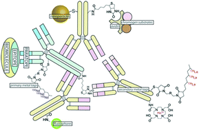 Graphical abstract: A guide to integrating immunohistochemistry and chemical imaging