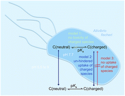 Graphical abstract: Baseline toxicity and ion-trapping models to describe the pH-dependence of bacterial toxicity of pharmaceuticals