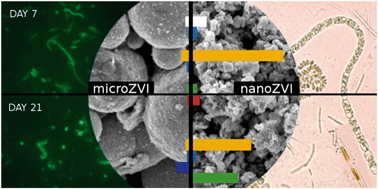 Graphical abstract: Different effects of nano-scale and micro-scale zero-valent iron particles on planktonic microorganisms from natural reservoir water