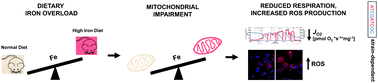 Graphical abstract: Dietary iron loading negatively affects liver mitochondrial function